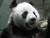 2 des derniers 35 pandas au monde