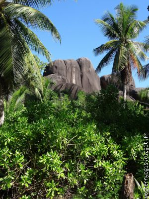 promenade entre palmiers et rochers
