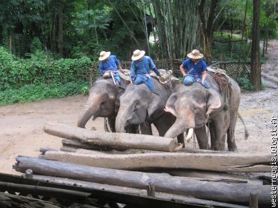tâches éléphantesques traditionnelles