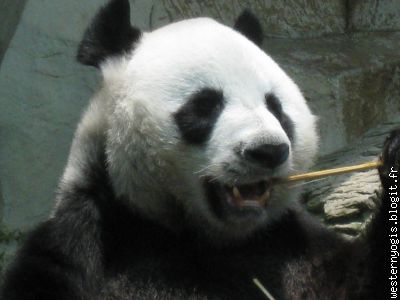 2 des derniers 35 pandas au monde