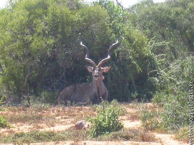 joli kudu, dont la viande est délicieuse ...