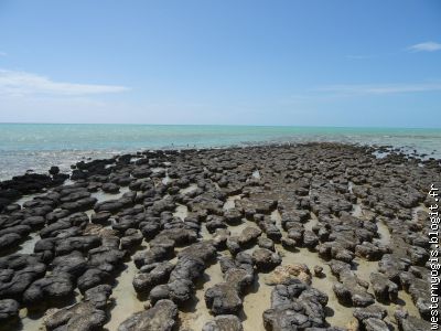 stromatolites à Hamelin Pool